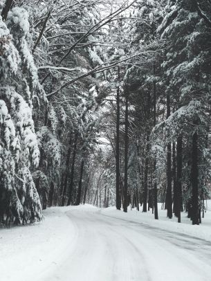 Обои 1668x2224 лес, зима, снег, дорога