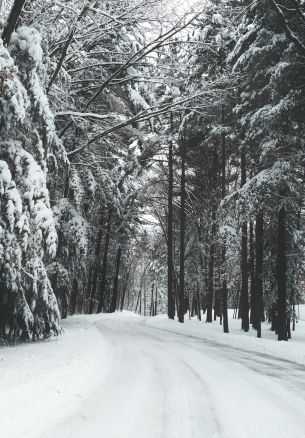 forest, winter, snow, road Wallpaper 1640x2360