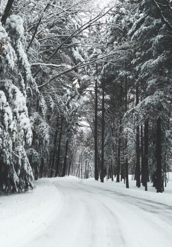 Обои 1668x2388 лес, зима, снег, дорога