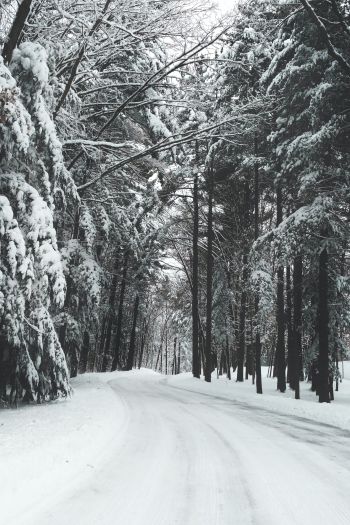 Обои 640x960 лес, зима, снег, дорога