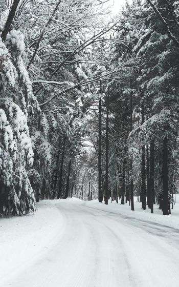 Обои 800x1280 лес, зима, снег, дорога