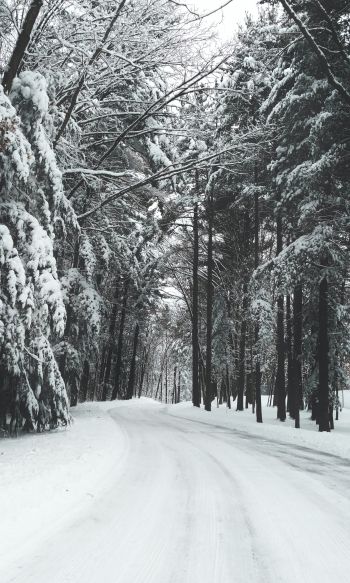 Обои 1200x2000 лес, зима, снег, дорога