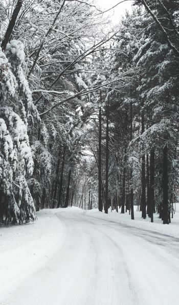 forest, winter, snow, road Wallpaper 600x1024