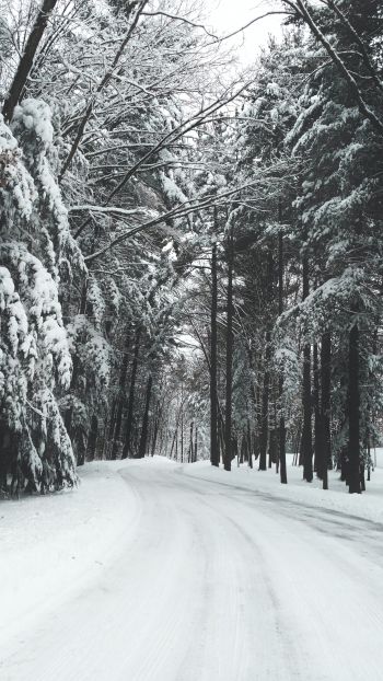 Обои 750x1334 лес, зима, снег, дорога