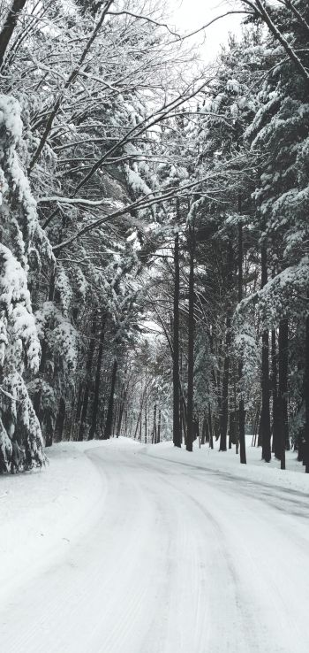 forest, winter, snow, road Wallpaper 1080x2280