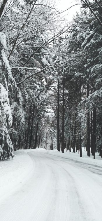 forest, winter, snow, road Wallpaper 1125x2436