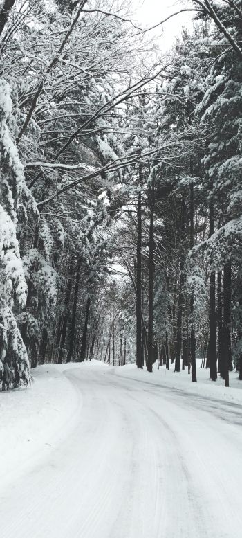 forest, winter, snow, road Wallpaper 1440x3200