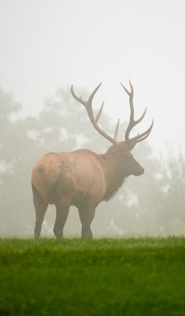 Pennsylvania, Elk County, USA Wallpaper 600x1024