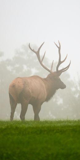 Pennsylvania, Elk County, USA Wallpaper 720x1440