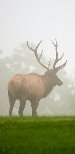 Pennsylvania, Elk County, USA Wallpaper 1080x2220