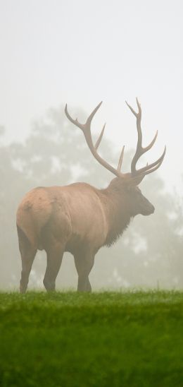 Pennsylvania, Elk County, USA Wallpaper 1080x2280