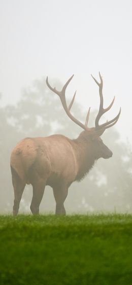 Pennsylvania, Elk County, USA Wallpaper 1284x2778