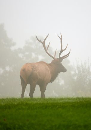 Pennsylvania, Elk County, USA Wallpaper 1668x2388