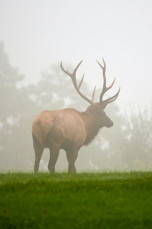 Pennsylvania, Elk County, USA Wallpaper 640x960