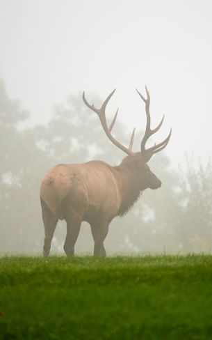 Pennsylvania, Elk County, USA Wallpaper 800x1280