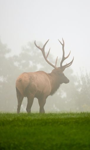 Pennsylvania, Elk County, USA Wallpaper 1200x2000