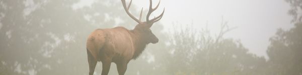 Pennsylvania, Elk County, USA Wallpaper 1590x400