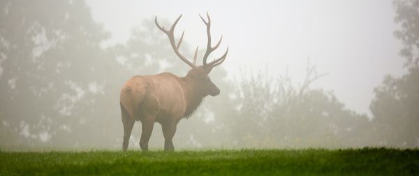 Pennsylvania, Elk County, USA Wallpaper 2560x1080