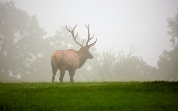 Pennsylvania, Elk County, USA Wallpaper 2560x1600