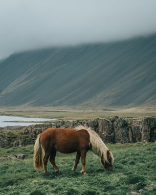 Iceland, horse, pole Wallpaper 4024x5030