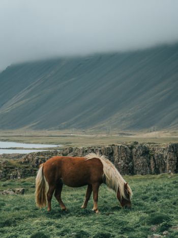 Iceland, horse, pole Wallpaper 1668x2224