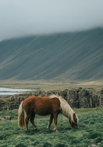 Iceland, horse, pole Wallpaper 1668x2388