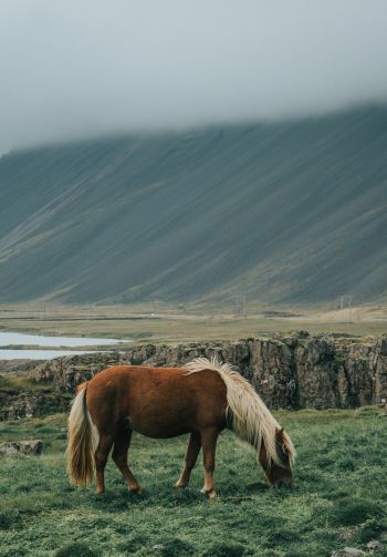 Iceland, horse, pole Wallpaper 1640x2360