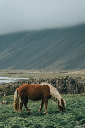 Обои 640x960 Исландия, лошадь, поле