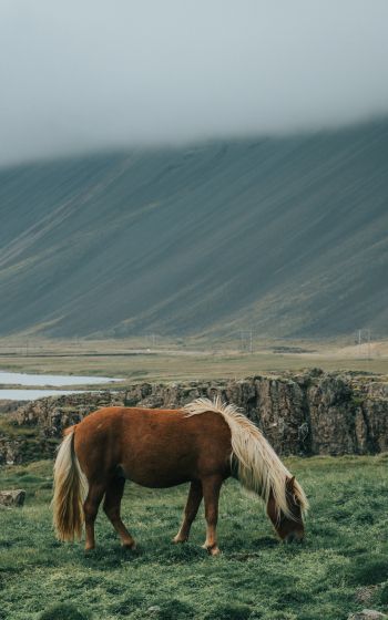 Обои 800x1280 Исландия, лошадь, поле