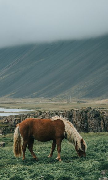 Обои 1200x2000 Исландия, лошадь, поле