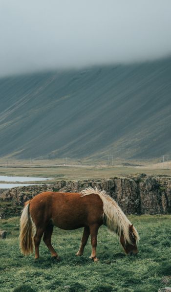 Обои 600x1024 Исландия, лошадь, поле