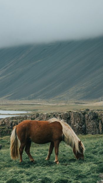 Обои 640x1136 Исландия, лошадь, поле