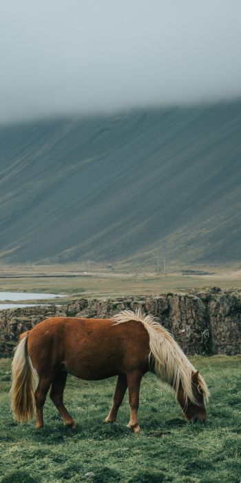 Обои 720x1440 Исландия, лошадь, поле