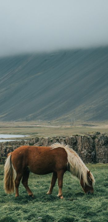Iceland, horse, pole Wallpaper 1080x2220