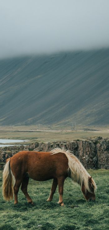 Iceland, horse, pole Wallpaper 1440x3040
