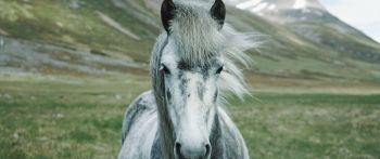 horse, mountains, pasture Wallpaper 2560x1080
