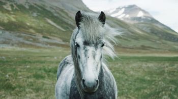 horse, mountains, pasture Wallpaper 2560x1440