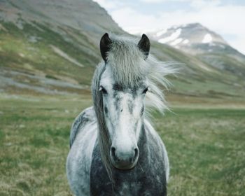 horse, mountains, pasture Wallpaper 1280x1024