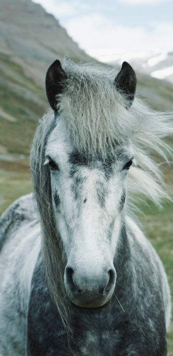 horse, mountains, pasture Wallpaper 1080x2220