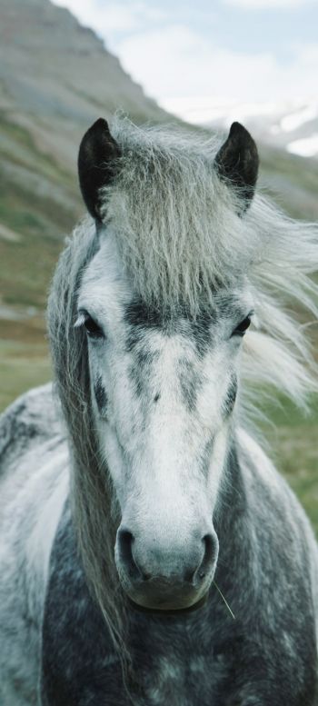 horse, mountains, pasture Wallpaper 1080x2400
