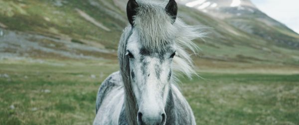 horse, mountains, pasture Wallpaper 3440x1440