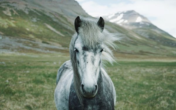 horse, mountains, pasture Wallpaper 2560x1600