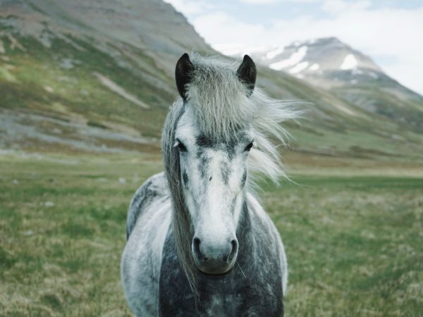 horse, mountains, pasture Wallpaper 800x600