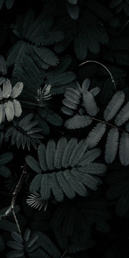 plant, leaves Wallpaper 720x1440