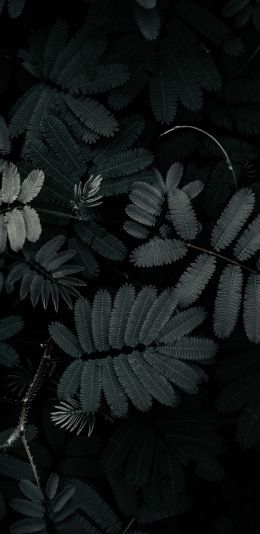 plant, leaves Wallpaper 1440x2960