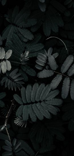 plant, leaves Wallpaper 720x1520