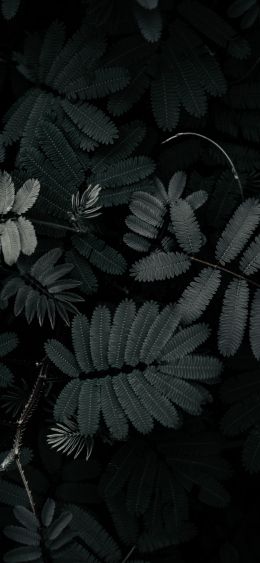 plant, leaves Wallpaper 1080x2340