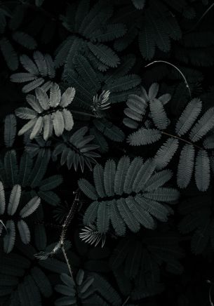 plant, leaves Wallpaper 1668x2388