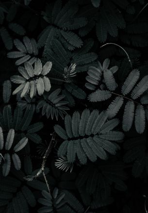 plant, leaves Wallpaper 1640x2360