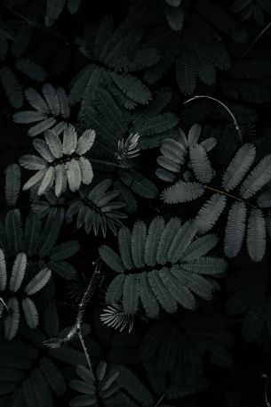 plant, leaves Wallpaper 640x960